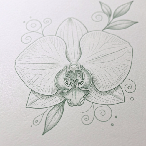 Croquis botanique réaliste d’une orchidée en lignes fines, style motif de mariage, teintes vert sauge et rose pâle, texture papier et lumière douce.